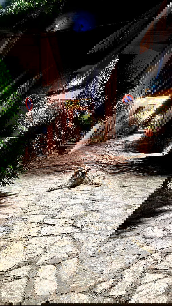 _femalien image ~ Altpins