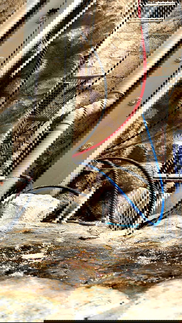 _femalien image ~ Altpins