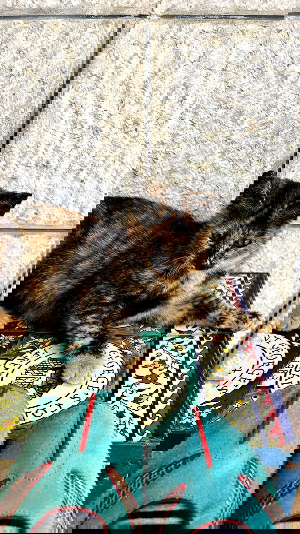 _femalien image ~ Altpins