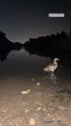 _hilazulay Altpins Profile Picture