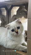 _hilazulay Altpins Profile Picture