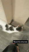 _koolkat__ Altpins Profile Picture