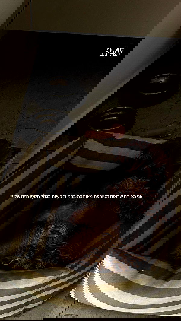 _lil_noa_ _lil_noa_ archive image