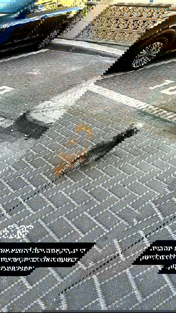 _lil_noa_ _lil_noa_ archive image