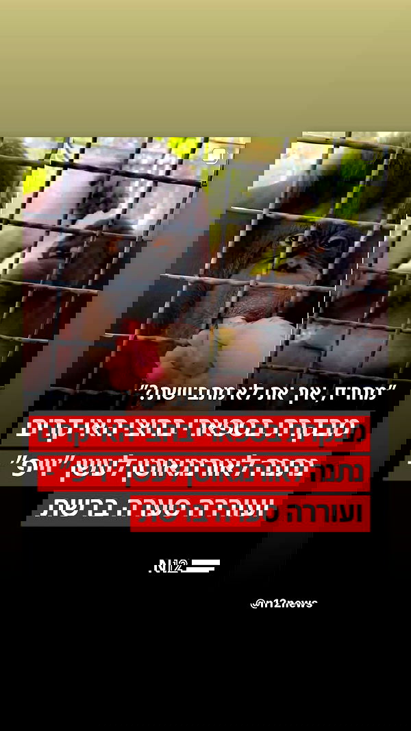 _lil_noa_ _lil_noa_ archive image