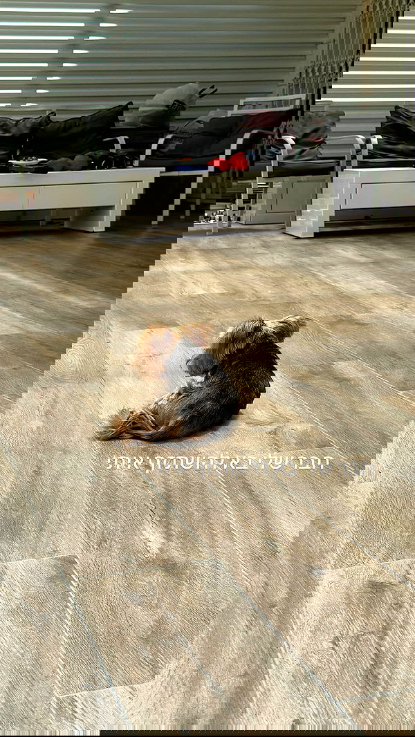 _lil_noa_ _lil_noa_ archive image