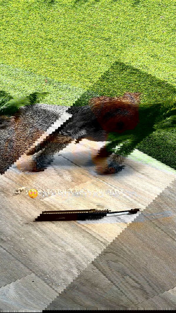 _lil_noa_ _lil_noa_ archive image