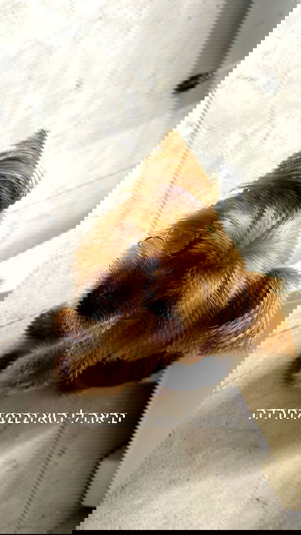 _lil_noa_ _lil_noa_ archive image