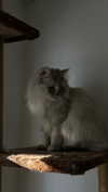 _mashachka_ Altpins Profile Picture