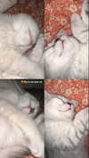 _mashachka_ Altpins Profile Picture