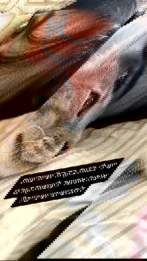 _wizardmidget_ _wizardmidget_ archive image