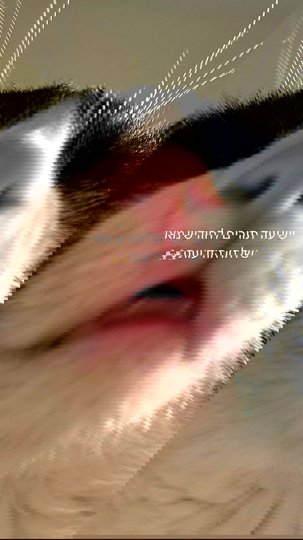 _wizardmidget_ _wizardmidget_ archive image