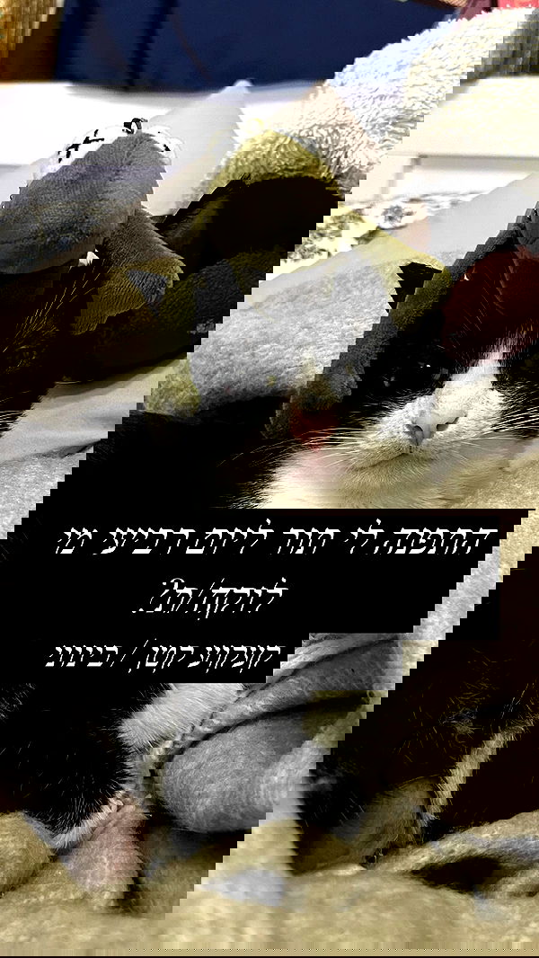 _wizardmidget_ _wizardmidget_ archive image