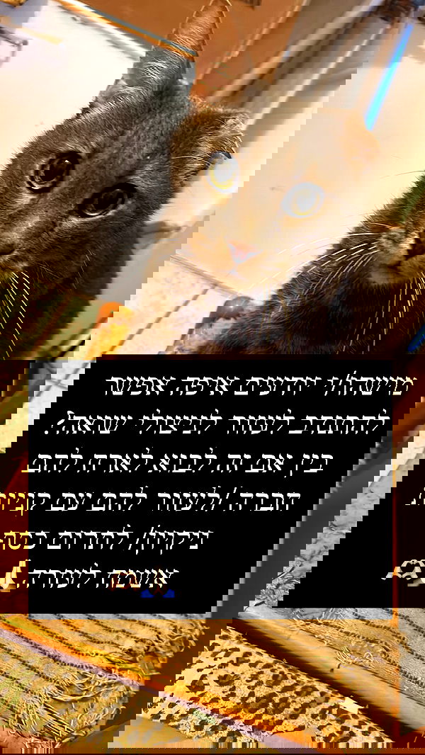 _wizardmidget_ _wizardmidget_ archive image