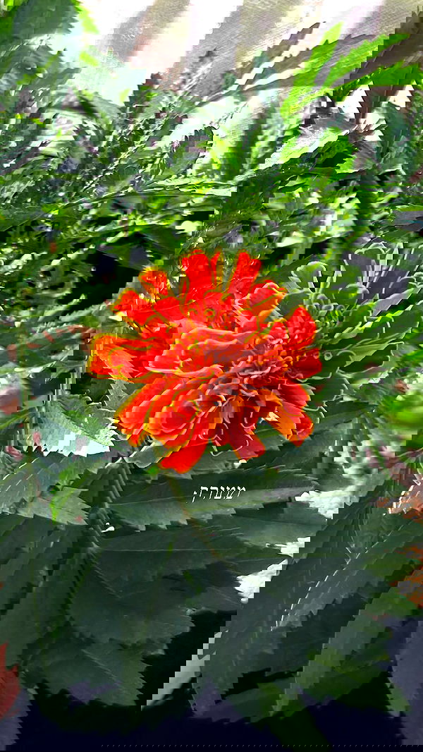 _wizardmidget_ _wizardmidget_ archive image