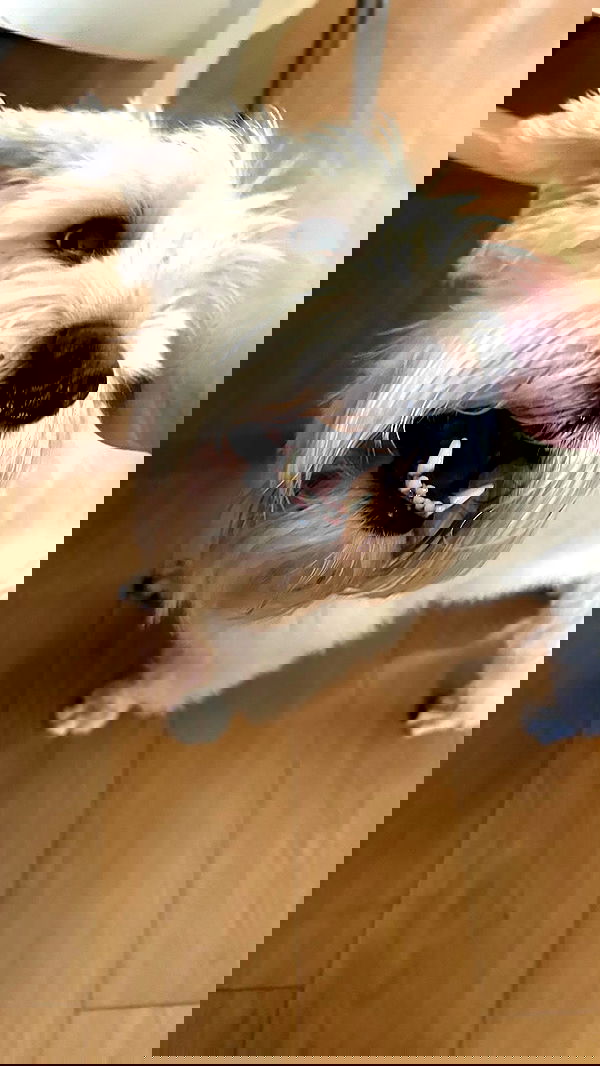 _wizardmidget_ _wizardmidget_ archive image