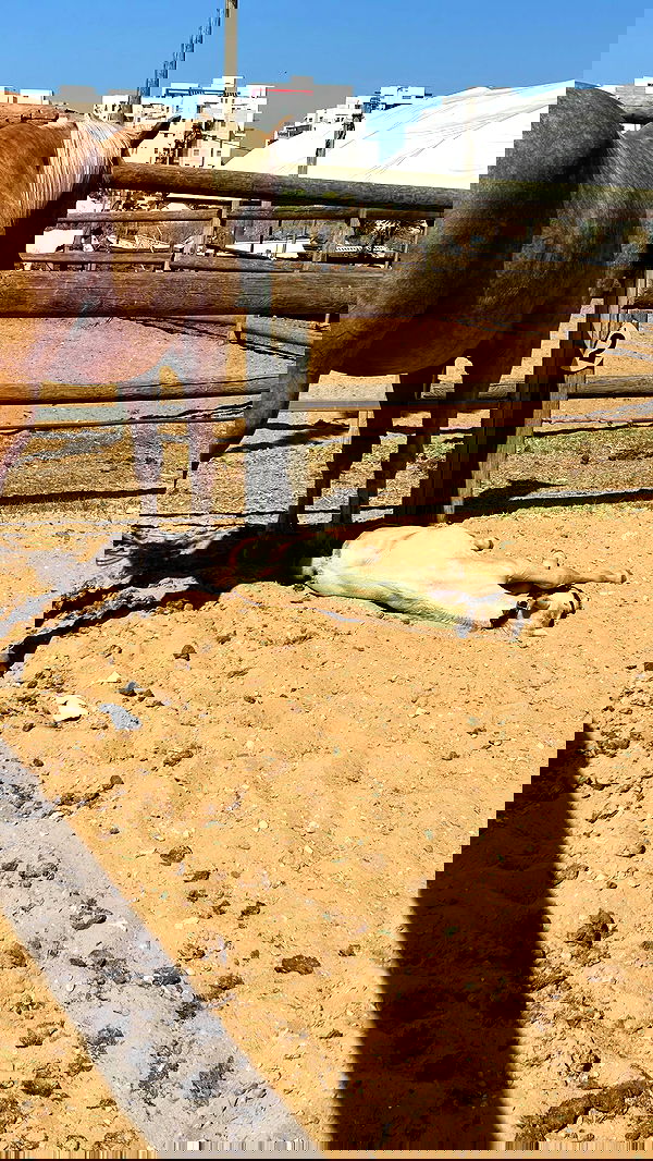 _wizardmidget_ _wizardmidget_ archive image