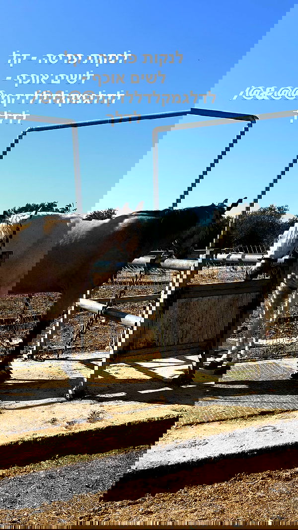 _wizardmidget_ _wizardmidget_ archive image