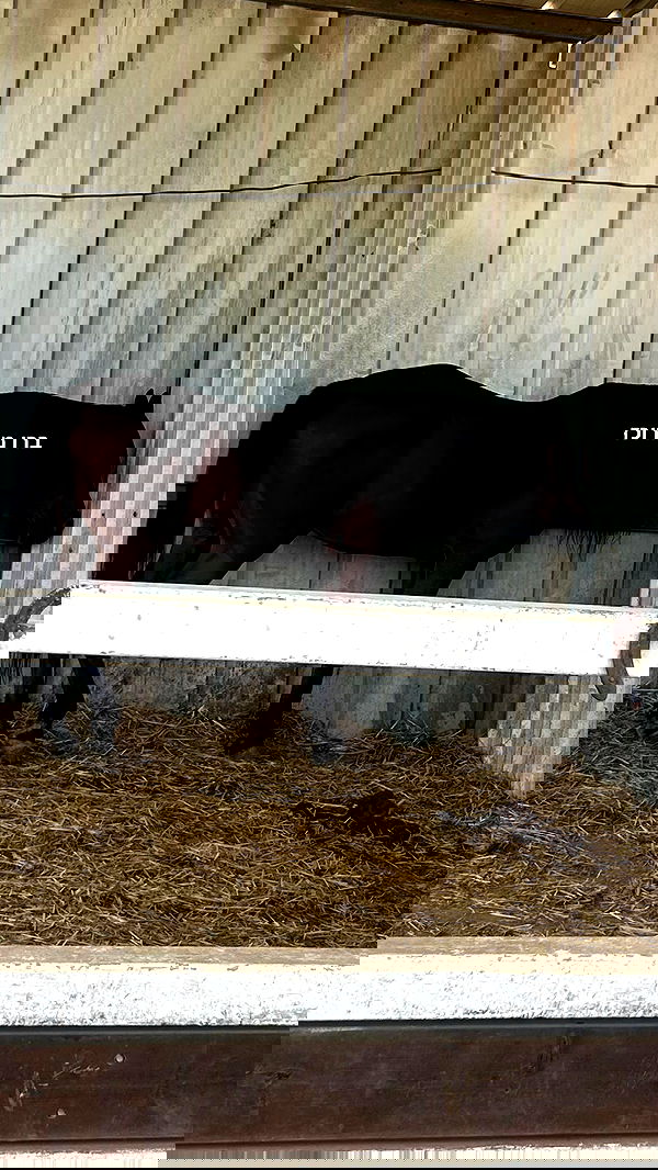 _wizardmidget_ _wizardmidget_ archive image