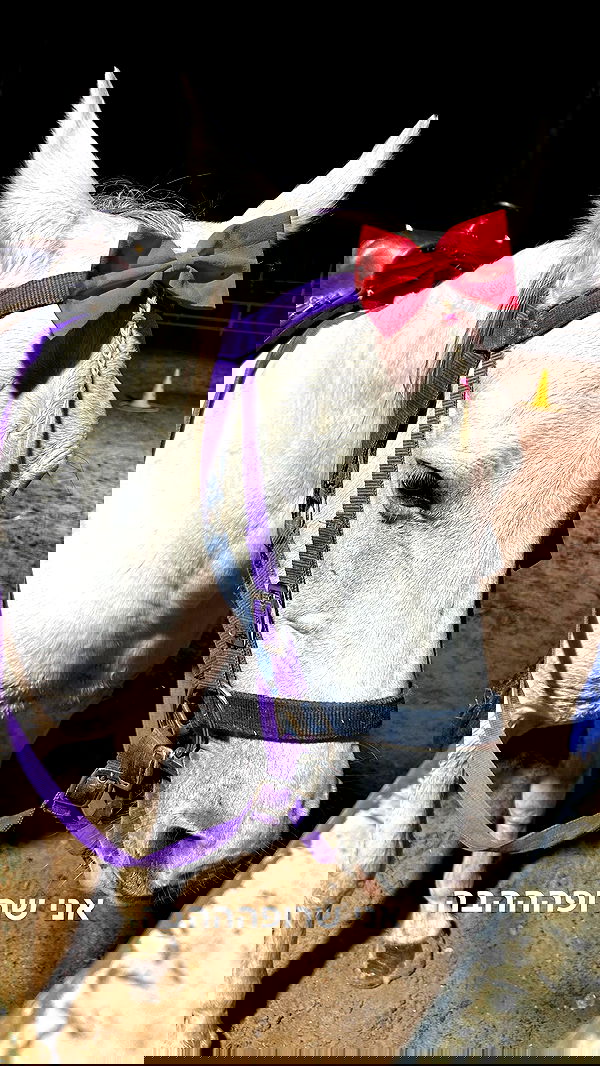 _wizardmidget_ _wizardmidget_ archive image