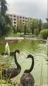 a.shaked_ Altpins Profile Picture