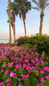 a.shaked_ Altpins Profile Picture