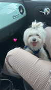 a.shaked_ Altpins Profile Picture