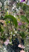 addisonraee Altpins Profile Picture