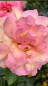 addisonraee Altpins Profile Picture