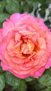 addisonraee Altpins Profile Picture