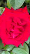 addisonraee Altpins Profile Picture