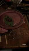 adel_oz2 Altpins Profile Picture