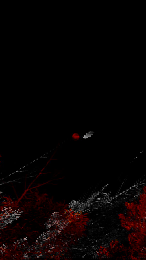 adellepisar adellepisar archive image