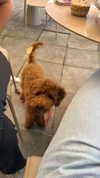 adidahan_2 Altpins Profile Picture