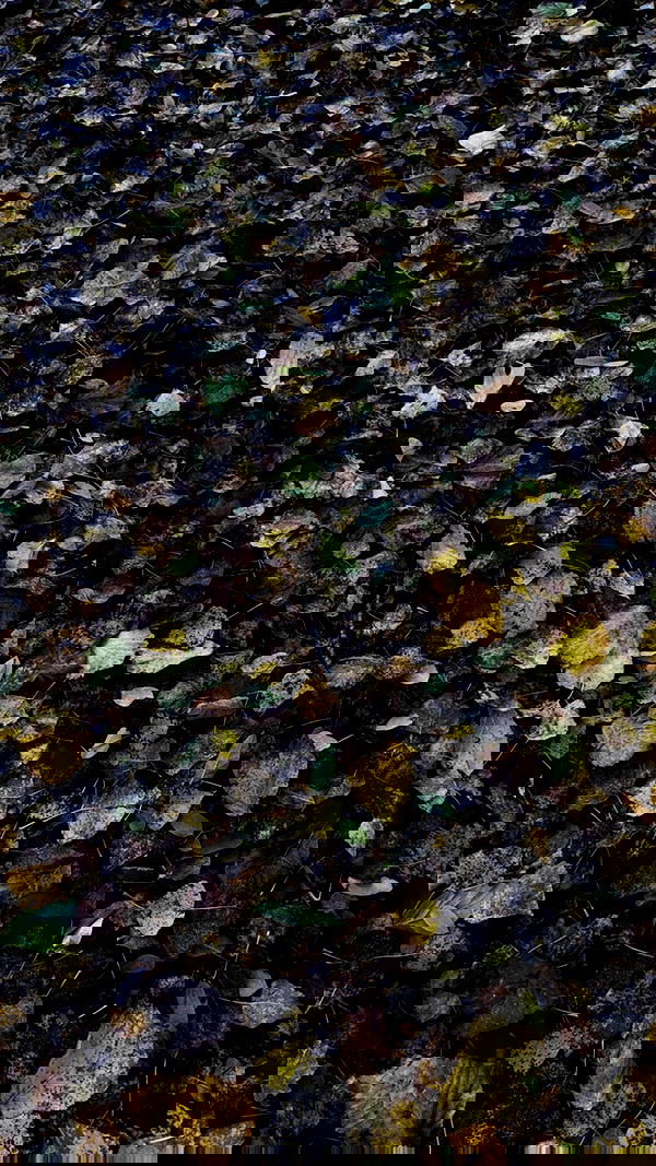 aekamee aekamee archive image