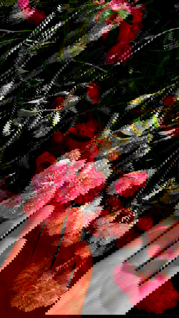 aekamee aekamee archive image