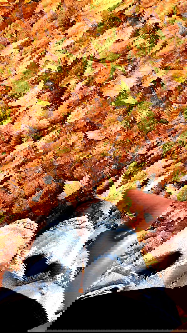 aekamee aekamee archive image