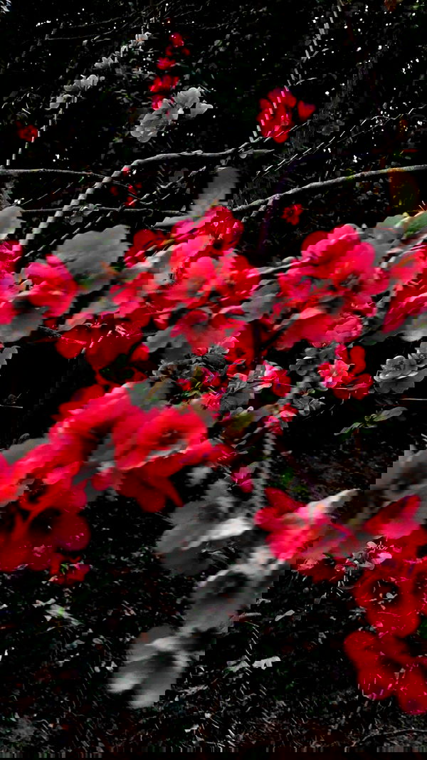 aekamee aekamee archive image