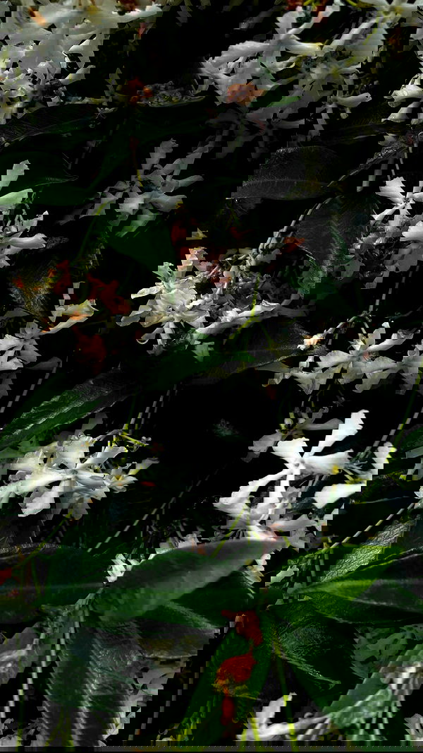 aekamee aekamee archive image