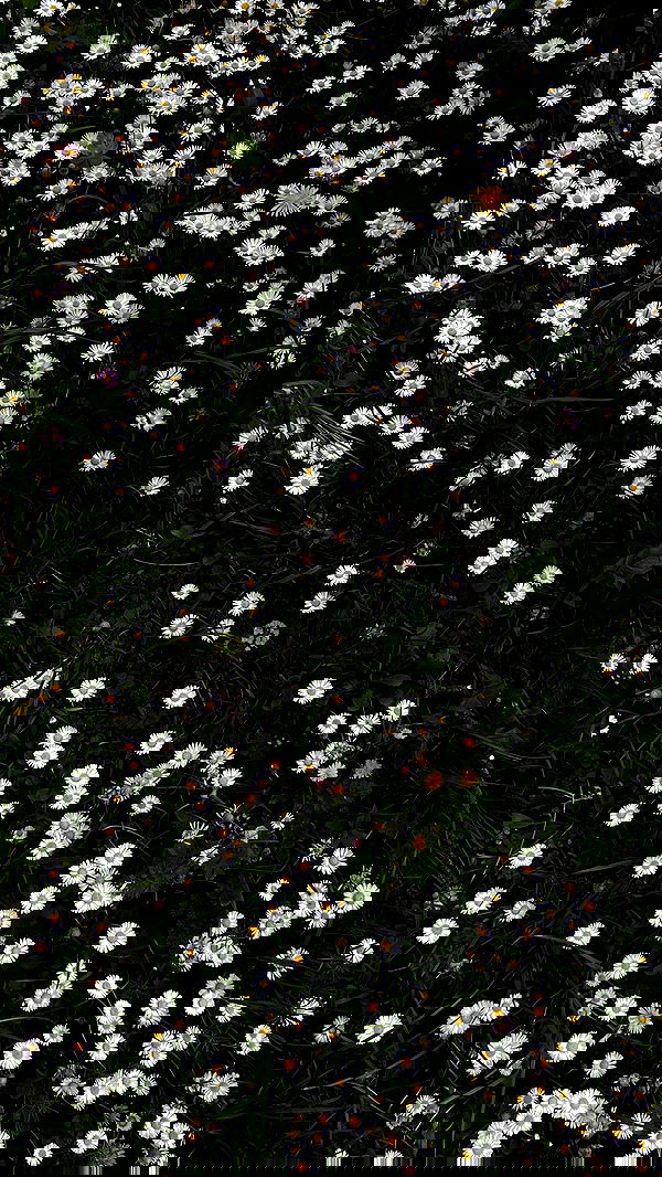 aekamee aekamee archive image