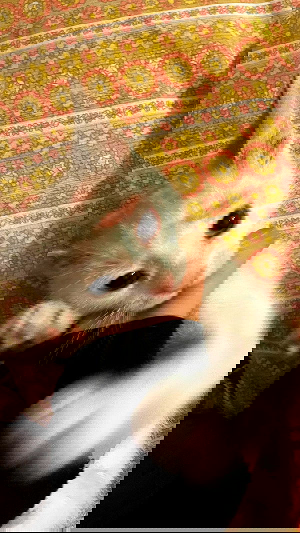 aekamee aekamee archive image