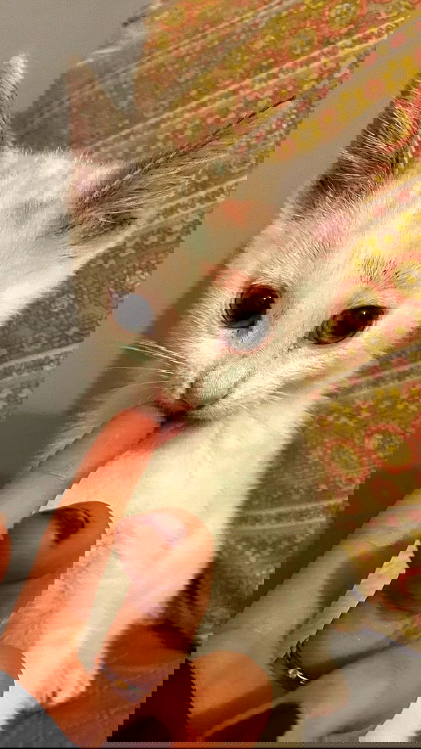 aekamee aekamee archive image