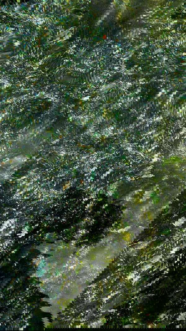 aekamee aekamee archive image