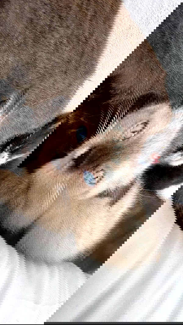 aekamee aekamee archive image