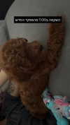 agam._.harel Altpins Profile Picture