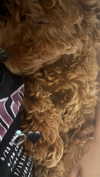 agam._.harel Altpins Profile Picture