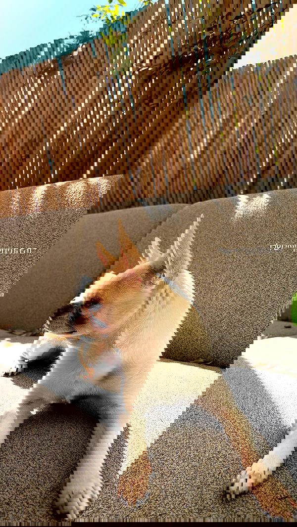 agambuzaglo122 image ~ Altpins