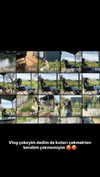 aldreann Altpins Profile Picture