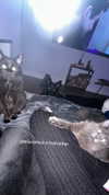 aleksandraverse Altpins Profile Picture
