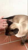 alessiadidntwakeup Altpins Profile Picture